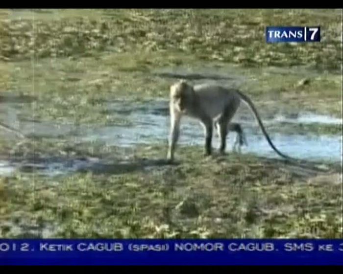 Air Laut Surut, Ratusan Kera Mencari Makan di Pantai