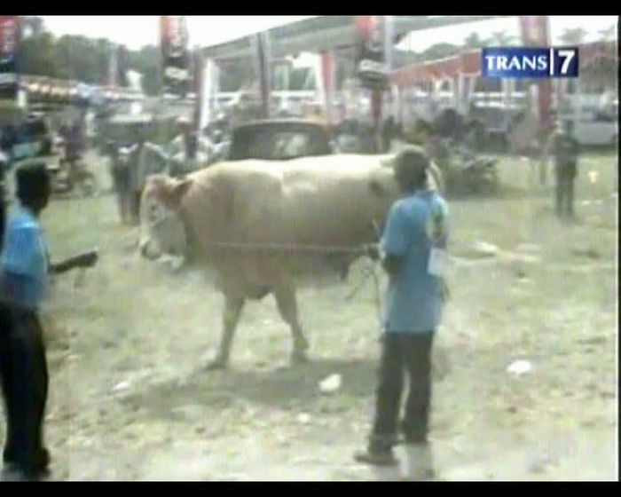 Sapi Mengamuk Saar Dinilai Dewan Juri