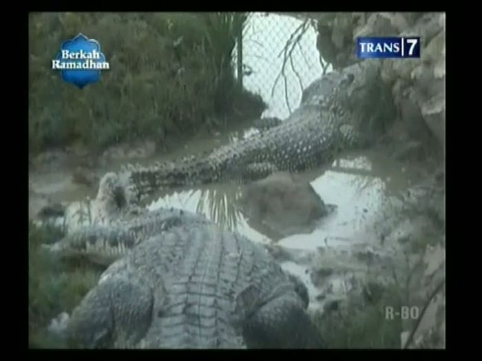 Evakuasi Buaya Raksasa 1 Ton