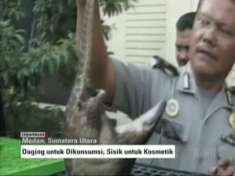 Puluhan Trenggiling Disita