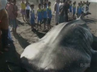 Hiu Tutul Sepanjang 9 Meter Terdampar 