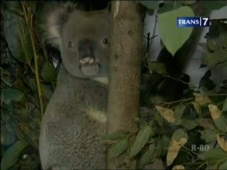 Perawatan Bayi Koala