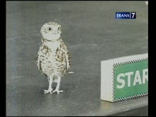 Olimpiade Binatang Lucu