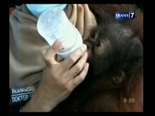 Penyelamatan Bayi Orang Utan