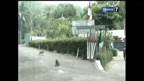 Kera Serang Pemukiman Warga