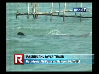 Berwisata Air Bersama Belasan Hiu Tutul