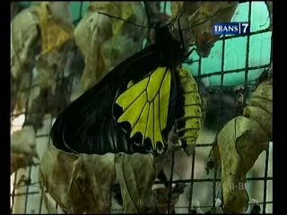 Menawannya Lebah Kupu-kupu