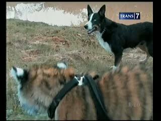Unik, Anjing Penggembala Harimau