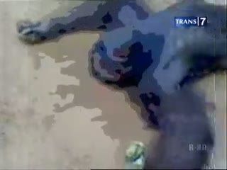 Orangutan, Korban Alih Fungsi Hutan
