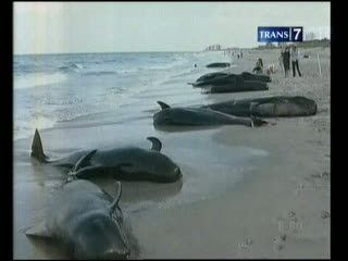 22 Paus Terdampar di Pantai