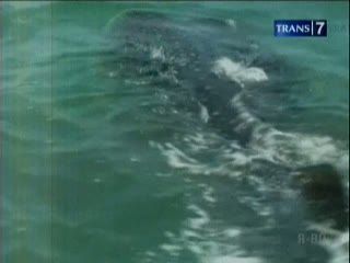 Berwisata Air Menyaksikan Hiu Tutul