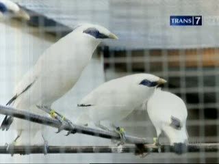  Lestarikan Jalak Bali, Raup Omzet Ratusan Juta