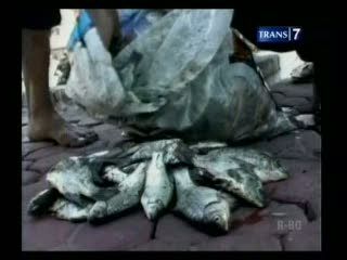 Sungai Keruh, Warga Panen Ikan Mabuk
