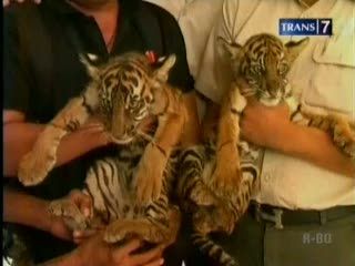 Dua Anak Harimau Sumatera Ditemukan Warga
