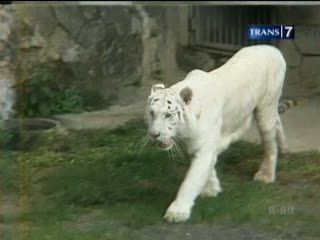 Serunya Mancing Harimau Putih
