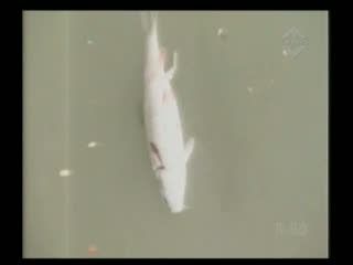 Ikan Mati Kekurangan Oksigen