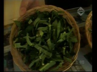 Usir Nyamuk dengan Tanaman