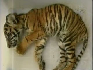 Salah Satu Bayi Harimau Mati Dehidrasi