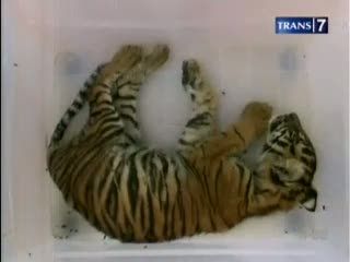 Harimau Sumatera, Satwa Langka yang Terancam
