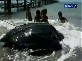 Lagi, Penyu Belimbing Terdampar