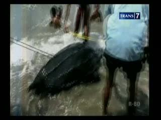 Terdampar, Penyu Raksasa Nyaris Disembelih