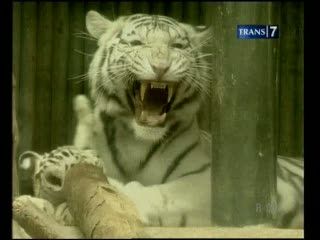  Tiga Anak Harimau Benggala Dipamerkan