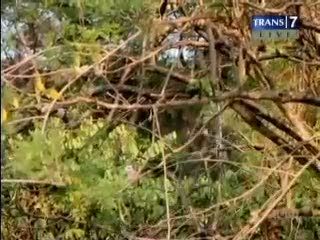 Kekeringan, Kawanan Monyet Turun Gunung
