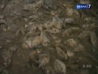 Gunakan Ikan Busuk, Pengolahan Ikan Dirazia