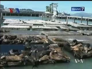 Singa Laut Jadi Tontonan Wisatawan