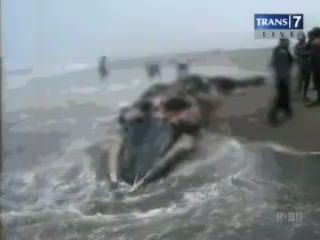 Paus yang Mati Terdampar, Dikuliti Warga