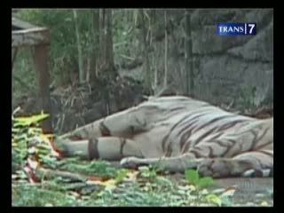 Sakit Menahun, Harimau Putih di KBS Mati