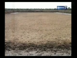 Kekeringan, Ratusan Ikan Mati Petani Merugi