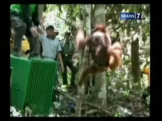 Terjebak di HTI, 3 Orang Utan di Direlokasi ke TNK