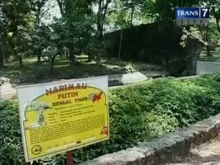 Kematian Satwa Ancam Kebun Binatang Surabaya