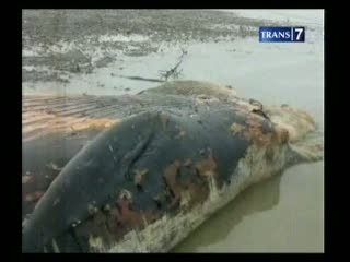 Ikan Paus Terdampar di Perairan Tanjung Jabung