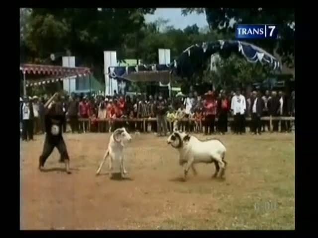 Adu Tangkas Domba, Tradisi Tahunan