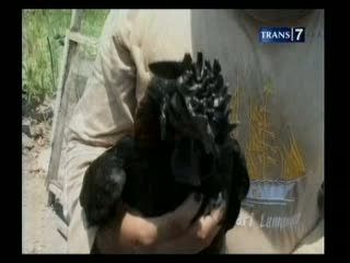 Persilangan Unik Ayam Kanada dan Cemani