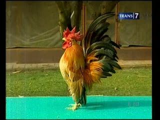 Ayam Istimewa, Raih Omzet Ratusan Juta