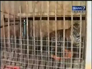 4 Harimau Benggala Lahir