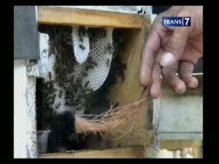 Peternak Lebah Madu Untung Besar