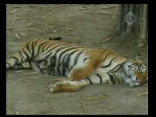 Harimau Betina Lahirkan 3 Anak Harimau