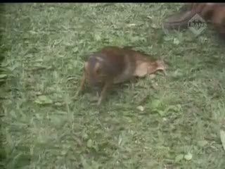 Warga Temukan Kancil Betina Lumpuh 