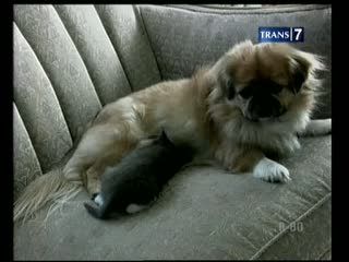 Unik, Anjing Susui Kucing