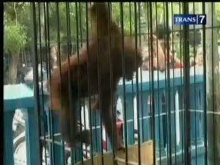 Habitat Dibakar, Orang Utan Masuk Kampung