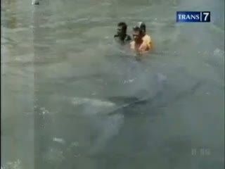 Paus Terdampar Dibawa ke Laut