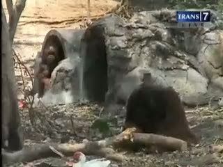 Orang Utan di Taman Satwa Melahirkan