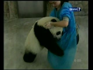 8 Bayi Panda Lahir Tahun Ini