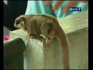 Tupai Terbang Hewan Lucu Menggemaskan