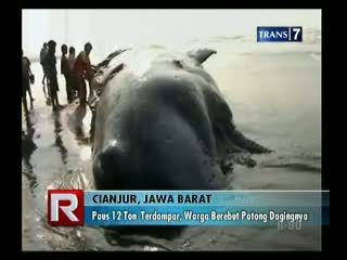 Paus 12 Ton Terdampar, Warga Berebut Potong Dagingnya