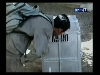  Harimau Sumatera Mati Dalam Kargo